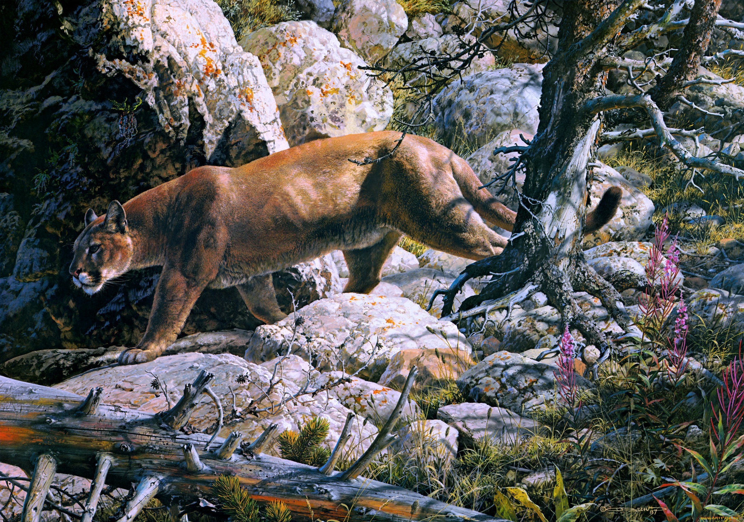 silent, passage, , carl, brenders, painting, cougar, forest, mountain, lion, mountains, rocks, beast, of, prey, cat, animal